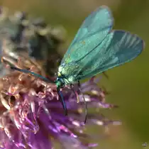 Eine Motte? ...keine Ahnung. (Linstow, Juli 2011)
