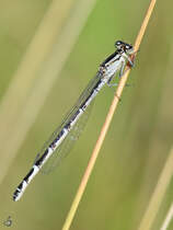 Eine gemeine Binsenjungfer konnte ich im Juli 2011 in Linstow ablichten.