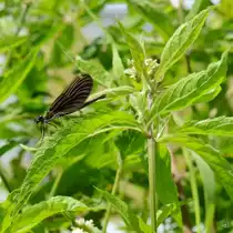 Eine geb�nderte Prachtlibelle Anfang Juli 2011 in Linstow.