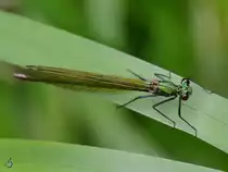 Eine geb�nderte Prachtlibelle konnte ich im Juli 2011 in Linstow ablichten.