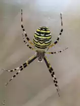 Eine Wespenspinne Ende August 2012 in Linstow.