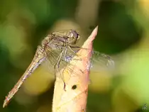Eine gemeine Heidelibelle konnte ich im August 2012 in Linstow beobachten.