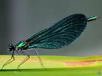 Diese Blaufl�gelprachtlibelle war im August 2012 in Linstow zu sehen.