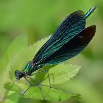 Diese Blaufl�gelprachtlibelle war im August 2012 in Linstow zu sehen.