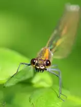 Der Kopf einer Prachtlibelle in der Nahaufnahme. (Linstow, August 2012)