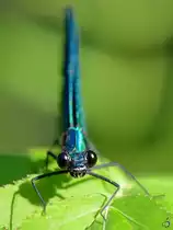 Der Kopf einer Blaufl�gelprachtlibelle, so gesehen im August 2012 in Linstow.