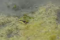 Ein laichender Laubfrosch, kaum zu erkennen in einem T�mpel bei V�lschow. (August 2013)