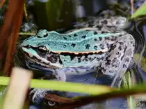 Ein laichender Laubfrosch Mitte August 2013 in einem T�mpel bei V�lschow.