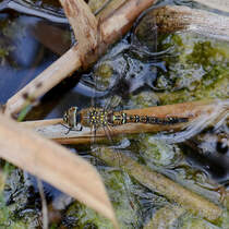 Eine Blaugrne Mosaikjungfern bei der Eiablage, so gesehen Mitte August 2013 in einem Tmpel bei Vlschow.