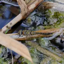 Eine Blaugr�ne Mosaikjungfern bei der Eiablage, so gesehen Mitte August 2013 in einem T�mpel bei V�lschow.