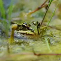 Ein laichender Laubfrosch, kaum zu erkennen in einem T�mpel bei V�lschow. (August 2013)