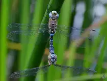 Zwei sich paarende Blaugr�ne Mosaikjungfern Mitte August 2013 bei V�lschow.