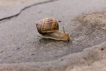 Schnecke einsam und verhltnismig schnell auf feuchtem Weg unterwegs am 24.07.2021. 