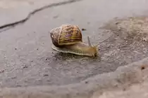 Schnecke einsam und verh�ltnism��ig schnell auf feuchtem Weg unterwegs am 24.07.2021. 