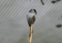 Schwanzmeise (Aegithalos caudatus) am 7.12.2009 im Zoo Dresden. Diese Meise brtet im Gegensatz zu den Echten Meisen nicht in Hhlen, sondern baut ein Kugelnest aus Moosen und Flechten.