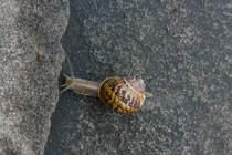 Schnecke einsam und verhltnismig schnell auf feuchtem Weg unterwegs am 24.07.2021. 