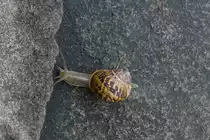Schnecke einsam und verh�ltnism��ig schnell auf feuchtem Weg unterwegs am 24.07.2021. 