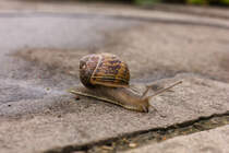 Schnecke einsam und verhltnismig schnell auf feuchtem Weg unterwegs am 24.07.2021. 
