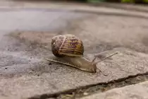 Schnecke einsam und verh�ltnism��ig schnell auf feuchtem Weg unterwegs am 24.07.2021. 