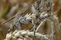Mitte August 2013 konnte ich in V�lschow diese gemeine Heidelibelle ablichten.