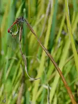 Das Paarungsrad der Heidelibellen. (V�lschow, August 2013)