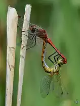 Das Paarungsrad der Heidelibellen, so gesehen Mitte August 2013 in V�lschow.