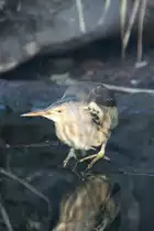 Zwergrohrdommel (Ixobrychus minutus) am 7.12.2009 im Zoo Dresden.