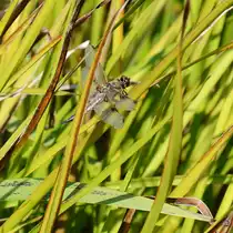 Eine Vierfleck (?) Mitte August 2013 in der N�he eines Teiches bei V�lschow.