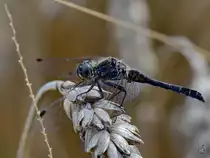 Eine Schwarze Heidelibelle Mitte August 2013 bei V�lschow.