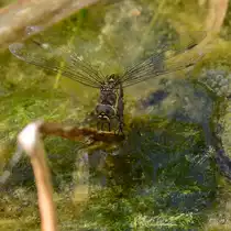 Eine Blaugr�ne Mosaikjungfern bei der Eiablage, so gesehen Mitte August 2013 in einem T�mpel bei V�lschow. 