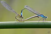Zwei sich paarende gemeinen Binsenjungfern Mitte August 2013 bei V�lschow.