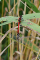 Heidelibellen Mitte August 2013 whrend der Paarung in der Nhe eines Teiches bei Vlschow.