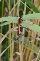 Heidelibellen Mitte August 2013 w�hrend der Paarung in der N�he eines Teiches bei V�lschow.