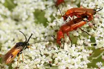 Zwei Rotgelbe Weichk�fer und ein ??? Anfang Juli 2011 bei Neverin.