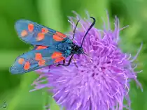 Ein Gew�hnliches Sechsfleck-Rotwidderchen Anfang Juli 2011 bei Neverin.