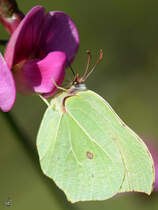 Einen Zitronenfalter konnte ich Ende August 2014 bei Jarmen ablichten.