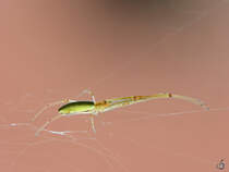 Diese Spinne kann ich leider nicht einordnen. (Jarmen, August 2014)