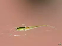 Diese Spinne kann ich leider nicht einordnen. (Jarmen, August 2014)