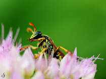 Diese Wespe verspeist gerade eine kleine Spinne, so gesehen im August 2014 bei Jarmen.