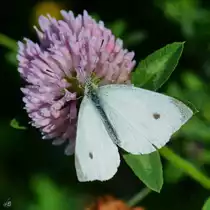Ein Kohlwei�ling war Ende August 2014 im elterlichen Garten bei Jarmen unterwegs.