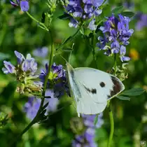 Ein Kohlwei�ling war Ende August 2014 im elterlichen Garten bei Jarmen unterwegs.