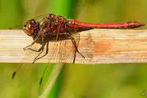 Diese rote Heidelibelle konnte ich Ende August 2014 auf einem ausged�rrten Blatt bei Jarmen ablichten.