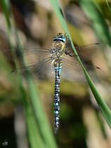 Ein Blaugrne Mosaikjungfer Anfang September 2016 in Warstein.