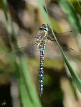 Ein Blaugr�ne Mosaikjungfer Anfang September 2016 in Warstein.