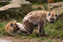 T�pfelhy�nen leben in Gruppen die  Clans  gennannt werden.