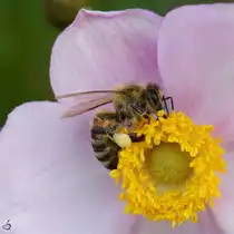 Dieses flei�ige Bienchen war Ende August 2014 im elterlichen Garten bei Jarmen unterwegs.