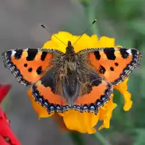 Ein Kleiner Fuchs pausiert im elterlichen Garten. (Jarmen, August 2014)