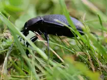 Ein Balkenschr�ter (?) l�uft durch das dichte Gr�n. (Jarmen, August 2013)