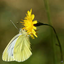Eine Rapsweiling sammelt fleiig Nektar. (Jarmen, August 2014)