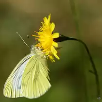 Eine Rapswei�ling sammelt flei�ig Nektar. (Jarmen, August 2014)